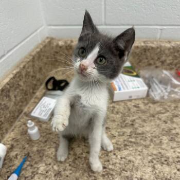 Rescue Domestic Short Hair Cats for Adoption in Marshall, Virginia - Dexter | PetCurious