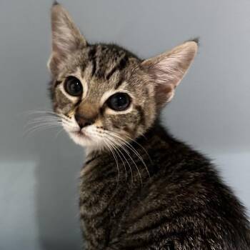Winifred -  Domestic Short Hair Cat for Adoption in Chattanooga, Tennessee - Winifred | PetCurious