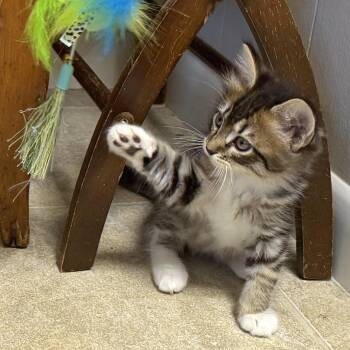 Texas Two Step 22 -  Domestic Medium Hair Cat for Adoption in Austin, Texas - Texas Two Step 22 | PetCurious