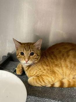 Domestic Short Hair Cats Available for Adoption in Daytona Beach, Florida - Remy | PetCurious