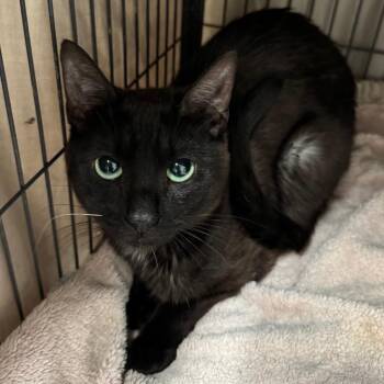 Jax -  Domestic Short Hair Cat for Adoption in Saginaw, Michigan - Jax | PetCurious