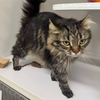 Esme -  Domestic Long Hair Cat for Adoption in Dearborn, Michigan - Esme | PetCurious
