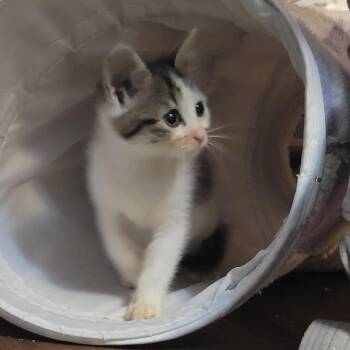Po -  American Shorthair Cat for Adoption in Wichita, Kansas - Po | PetCurious