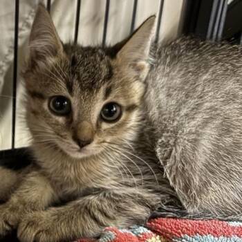 Lynx -  Domestic Short Hair Cat for Adoption in Prince Frederick, Maryland - Lynx | PetCurious