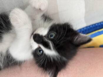 Pedro -  Domestic Short Hair Cat for Adoption in Fruit Heights, Utah - Pedro | PetCurious