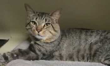 Tabby Cats Available for Adoption in Brockton, Massachusetts - Billy | PetCurious