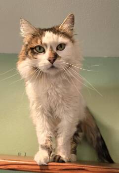 Luna -  Domestic Medium Hair Cat for Adoption in Vancouver, Washington - Luna | PetCurious