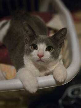 Rescue Domestic Short Hair Cats for Adoption in Greenwich Township, New Jersey - Johnny | PetCurious