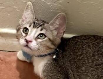 Odette -  Domestic Short Hair and Tabby Cat for Adoption in Green Valley, Arizona - Odette | PetCurious