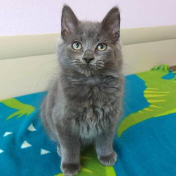 Rowan -  Domestic Long Hair Cat for Adoption in Marshfield, Wisconsin - Rowan | PetCurious