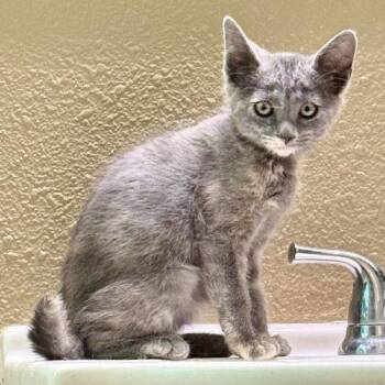 Cream Cheese -  Dilute Tortoiseshell and Domestic Short Hair Cat for Adoption in Knoxville, Tennessee - Cream Cheese | PetCurious