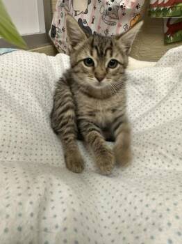 Carmie -  Tabby Cat for Adoption in Parlier, California - Carmie | PetCurious
