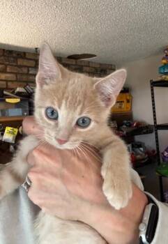 Rescue Domestic Short Hair Cats for Adoption in Hutchinson, Minnesota - Gunther, Drake Ramoray And Marcel | PetCurious