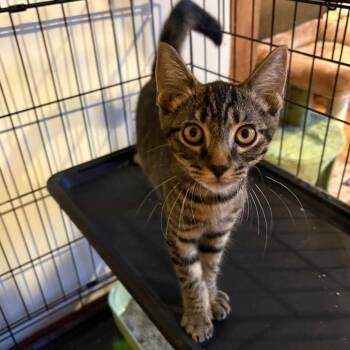 Ralphie -  Domestic Short Hair Cat for Adoption in Fulton, Missouri - Ralphie | PetCurious