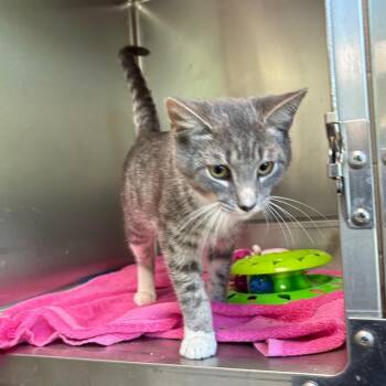 Anchovy -  Domestic Short Hair Cat for Adoption in Harrisonburg, Virginia - Anchovy | PetCurious
