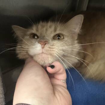 Annabeth -  Domestic Medium Hair Cat for Adoption in Pittsburgh, Pennsylvania - Annabeth | PetCurious