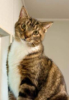 Squishy -  Domestic Short Hair Cat for Adoption in Bolivia, North Carolina - Squishy | PetCurious