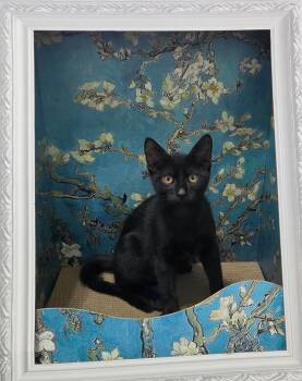 Bohemian -  Domestic Short Hair Cat for Adoption in Overland Park, Kansas - Bohemian | PetCurious