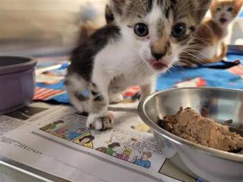 A657541 -  Domestic Short Hair Cat for Adoption in Houston, Texas - A657541 | PetCurious