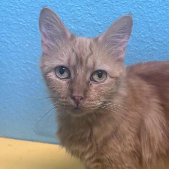 Jessie -  Domestic Medium Hair Cat for Adoption in Springfield, Missouri - Jessie | PetCurious