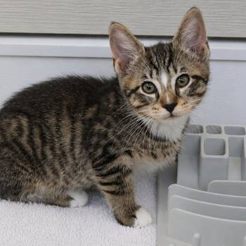 Cranberry -  Domestic Short Hair Cat for Adoption in Gloucester, Virginia - Cranberry | PetCurious