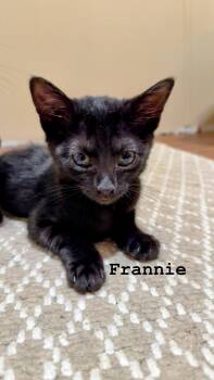 Frannie -  Domestic Short Hair Cat for Adoption in Murfreesboro, Tennessee - Frannie | PetCurious