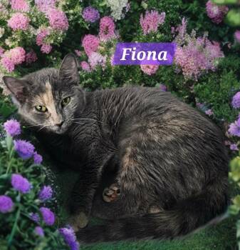 Domestic Short Hair Cats Available for Adoption in Jim Thorpe, Pennsylvania - Fiona | PetCurious