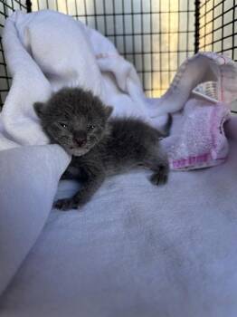 A012947 -  Domestic Short Hair Cat for Adoption in Ontario, California - A012947 | PetCurious