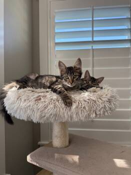 Rescue Domestic Medium Hair Cats for Adoption in Millcreek, Utah - Andi | PetCurious