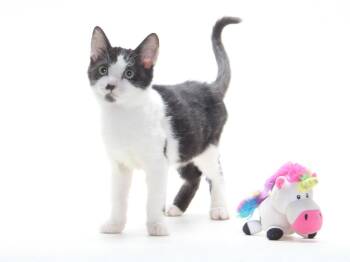 A142834 -  Domestic Short Hair Cat for Adoption in Burbank, California - A142834 | PetCurious