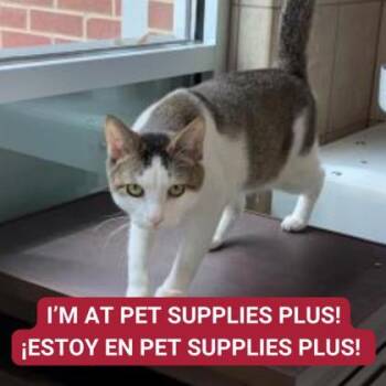 Rescue Domestic Short Hair Cats for Adoption in Carrollton, Texas - Louie | PetCurious