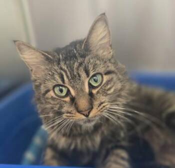 Domestic Medium Hair and Domestic Short Hair Cats Available for Adoption in Westland, Michigan - Chrissy Cross | PetCurious