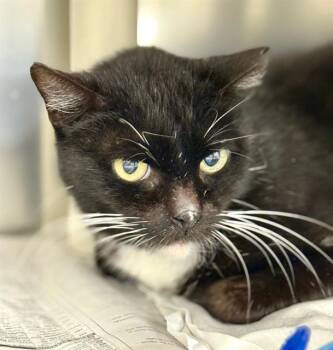 Domestic Short Hair Cats Available for Adoption in Methuen, Massachusetts - FINDI | PetCurious
