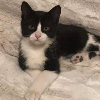 Rain Crock -  Domestic Short Hair Cat for Adoption in Eagle Mountain, Utah - Rain Crock | PetCurious