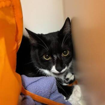 Domestic Short Hair Cats Available for Adoption in Tempe, Arizona - Munchkins | PetCurious