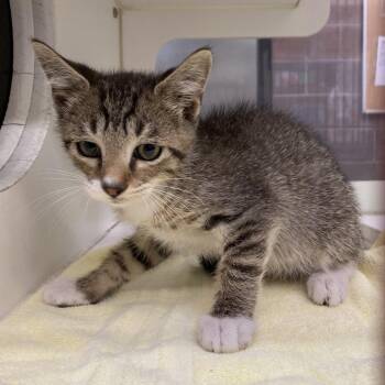 Wing -  Domestic Short Hair Cat for Adoption in Cheyenne, Wyoming - Wing | PetCurious