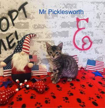 Rescue Domestic Short Hair Cats for Adoption in San Tan Valley, Arizona - Mr. Pickles | PetCurious