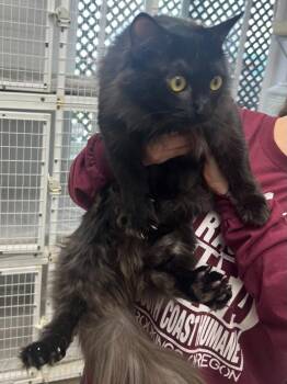 Domestic Medium Hair Cats Available for Adoption in Brookings, Oregon - Betty | PetCurious