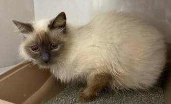 Coke Cola -  Domestic Medium Hair and Domestic Short Hair Cat Available for Adoption in Lampasas, Texas - Coke Cola | PetCurious