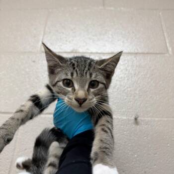 Zamboni -  Domestic Short Hair Cat for Adoption in Birmingham, Alabama - Zamboni | PetCurious
