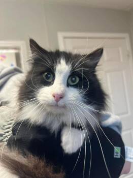 Domestic Long Hair Cats Available for Adoption - Downpour | PetCurious