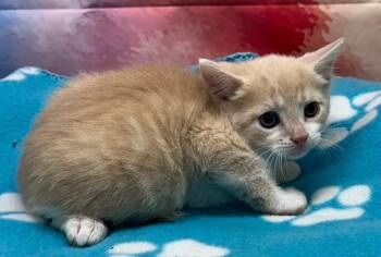 Domestic Short Hair Cats Available for Adoption in Washington Court House, Ohio - Flynn | PetCurious