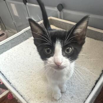 Domestic Short Hair Cats Available for Adoption in Las Vegas, Nevada - Vanilla Bean | PetCurious