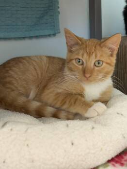 The Walton Kittens - 6 -  Domestic Short Hair Cat for Adoption in Grand Rapids, Michigan - The Walton Kittens - 6 | PetCurious
