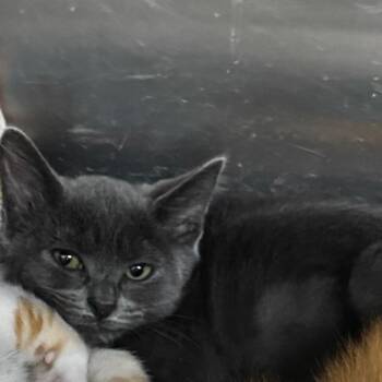 Ayy 28688 -  Domestic Short Hair Cat for Adoption in Middleburg, Florida - Ayy 28688 | PetCurious
