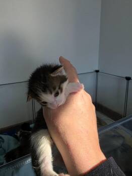 Domestic Short Hair Cats Available for Adoption in Johnson City, Tennessee - Hopper | PetCurious