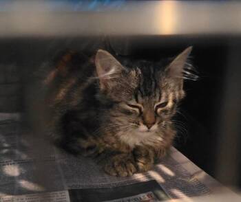 Shadys Dragon -  Domestic Short Hair Cat for Adoption in Burnsville, North Carolina - Shadys Dragon | PetCurious