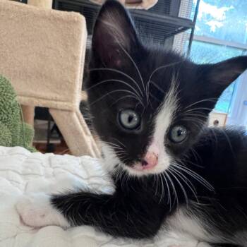 Yuri -  Domestic Medium Hair Cat for Adoption in Franklin, Tennessee - Yuri | PetCurious