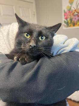 Domestic Short Hair Cats Available for Adoption - Scatter | PetCurious