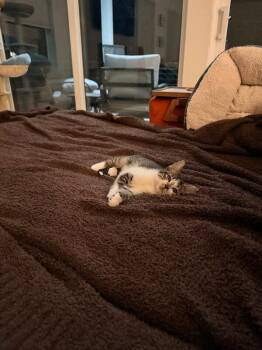 AI Slop -  Domestic Short Hair Cat for Adoption in Fort Collins, Colorado - AI Slop | PetCurious